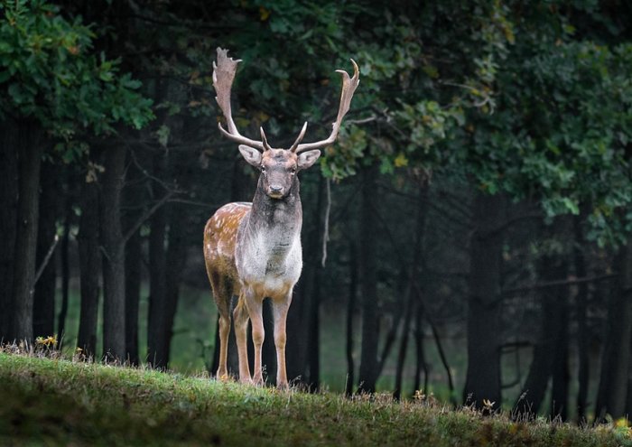 Fallow Deer Stag Deer Dama Dama Male Wild Animal 